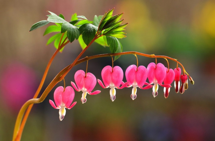 عمق مناسب کاشت گیاه قلب خونین